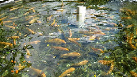 Aqua-farming