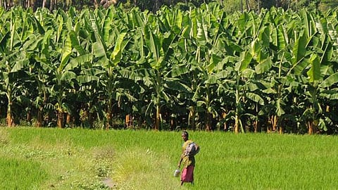 Banana Grower