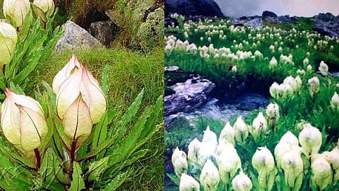 जलवायु परिवर्तन: खतरे में हिमालयी फूलों का सम्राट ‘‘ब्रह्मकमल’’।