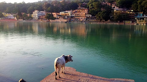 Cow and Ganga