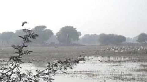 भरतपुर के केवलादेव पक्षी विहार के उथले पानी में भोजन की तलाश करते परिन्दे