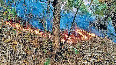 रविवार को पिथौरागढ़ के जंगलों में लगी भीषण आग से वन संपदा को भारी नुकसान