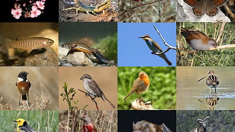 Indian biodiversity