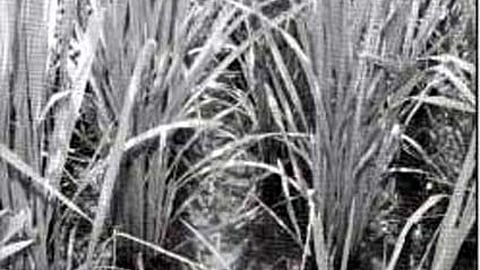 सूखे में आजीविका का साधन बनी कछार की खेती