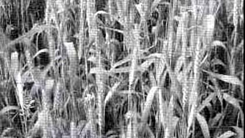 कठिया गेहूं