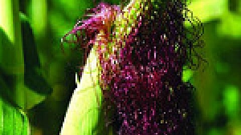 Maize
