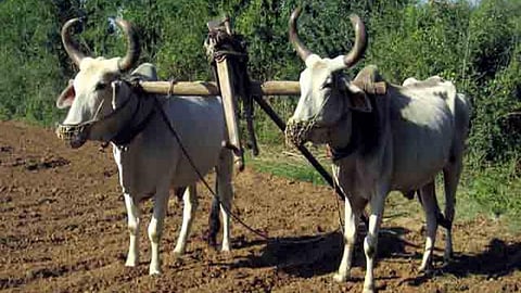 जल-संकट के गुनहगार