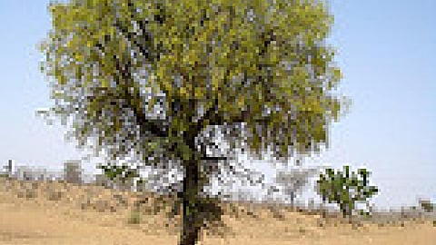 Prosopis cineraria