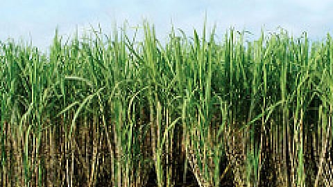 ईख (गन्ने) की खेती