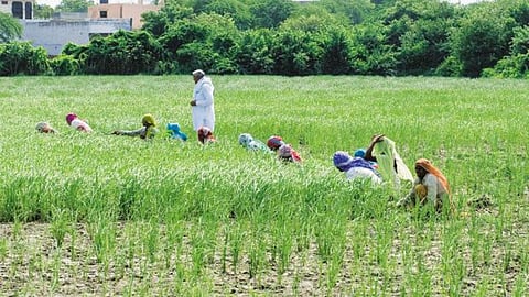 भारत में कृषि क्षेत्र में सार्वजनिक निजी भागीदारी