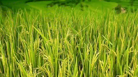 सम्भावनाओं से भरपूर कृषि-आधारित उद्योग