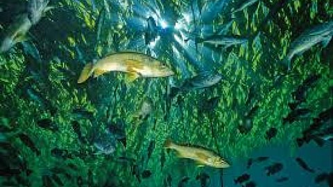 जैव विविधता पर खतरा और विलुप्त होती मछलियाँ