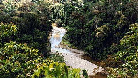 Rainforest