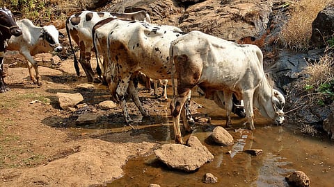 मवेशियों पर सूखे की मार से बेखबर समाज