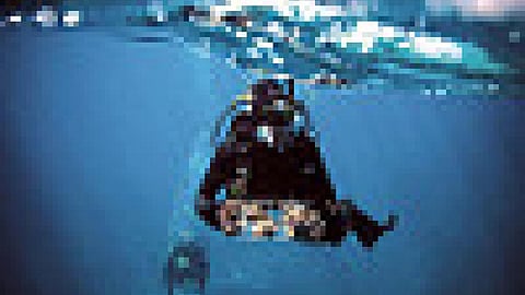 2017 में ग्रेट बैरियर रीफ से कोरल के नमूने एकत्र करते शोधकर्ता