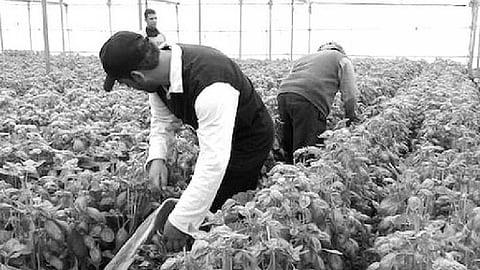e agriculture