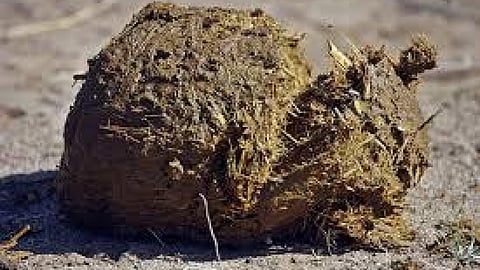 elephant excreta