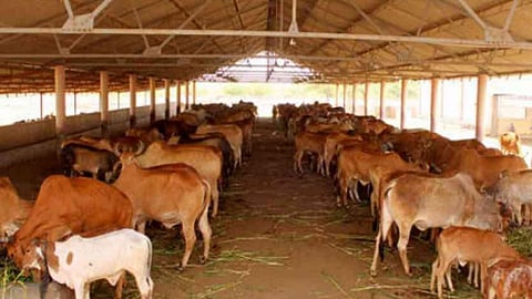 मध्य प्रदेश सरकार ने उठाया ये कदम।