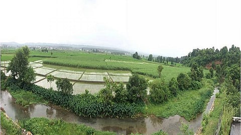 irrigation