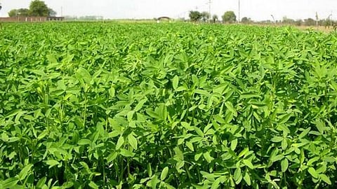 हरे चारे की खेती
