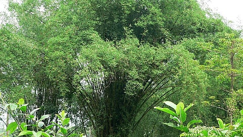 nature