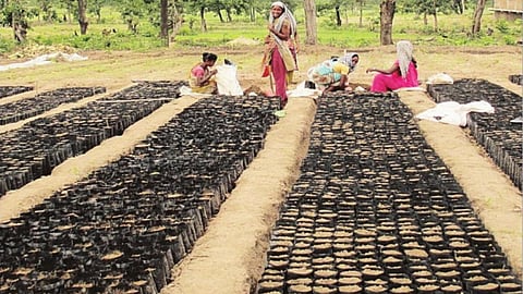 organic farming