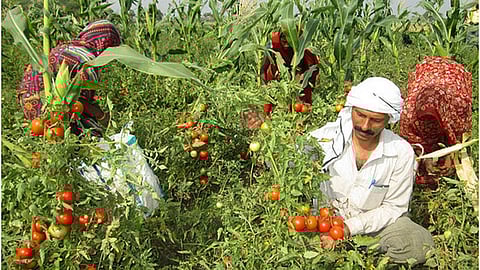 जैविक खेती कर अलग पहचान बनाई दिलीप ने