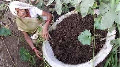 organic farming