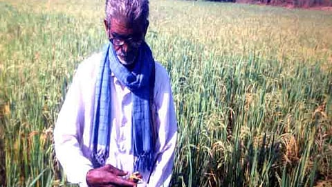 organic paddy crop
