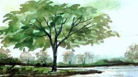 Language and environment
