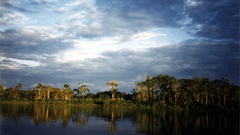 peru forest