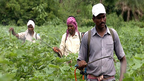 pesticide