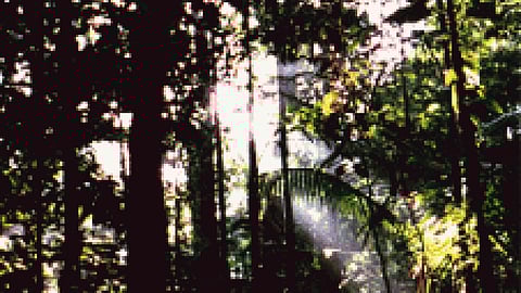 primary forest