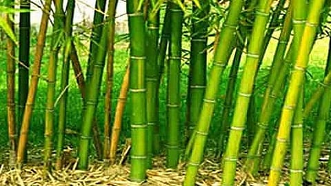 national bamboo mission jharkhand