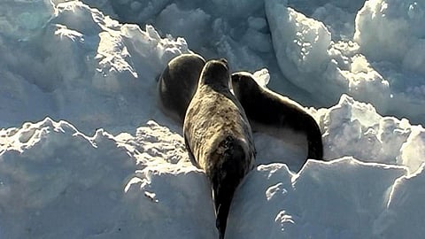 seal