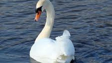 swan