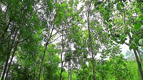tree