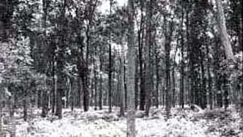 पर्यावरण संतुलन बनाए रखने हेतु किया वनारोपण