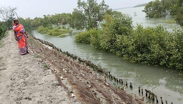 Sundarbans Python Preserving the Sundarbans: How Nature-Based Solutions Offer Sustainable ...