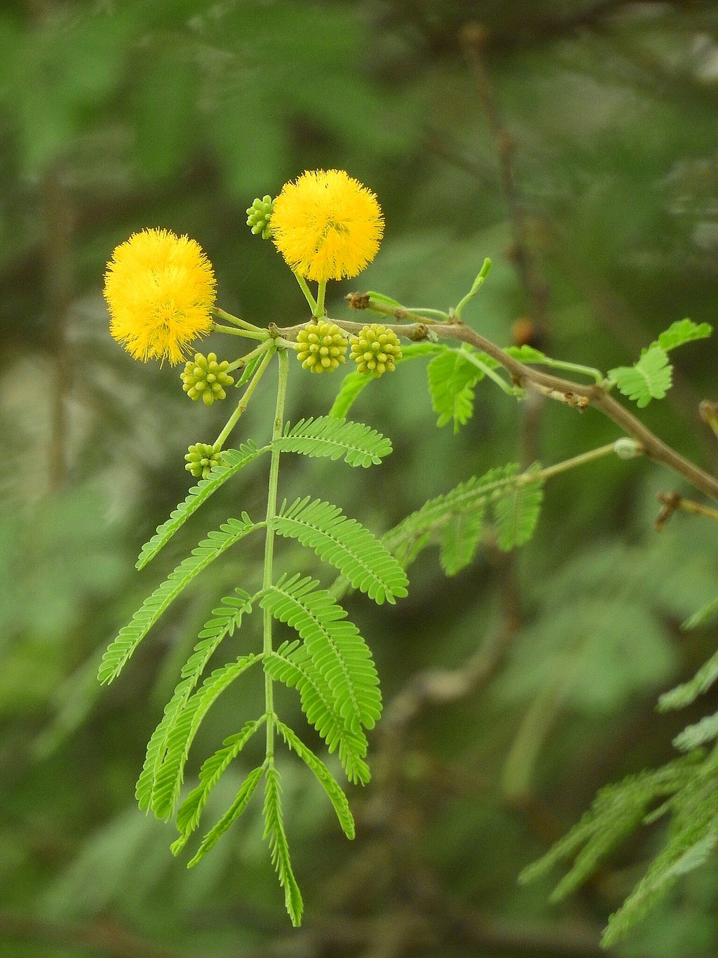 Can observing changes in animal and plants help predict the monsoon ...