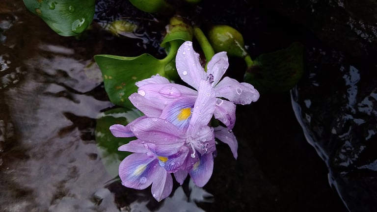 Water hyacinth is choking a wetland and its people in Kerala