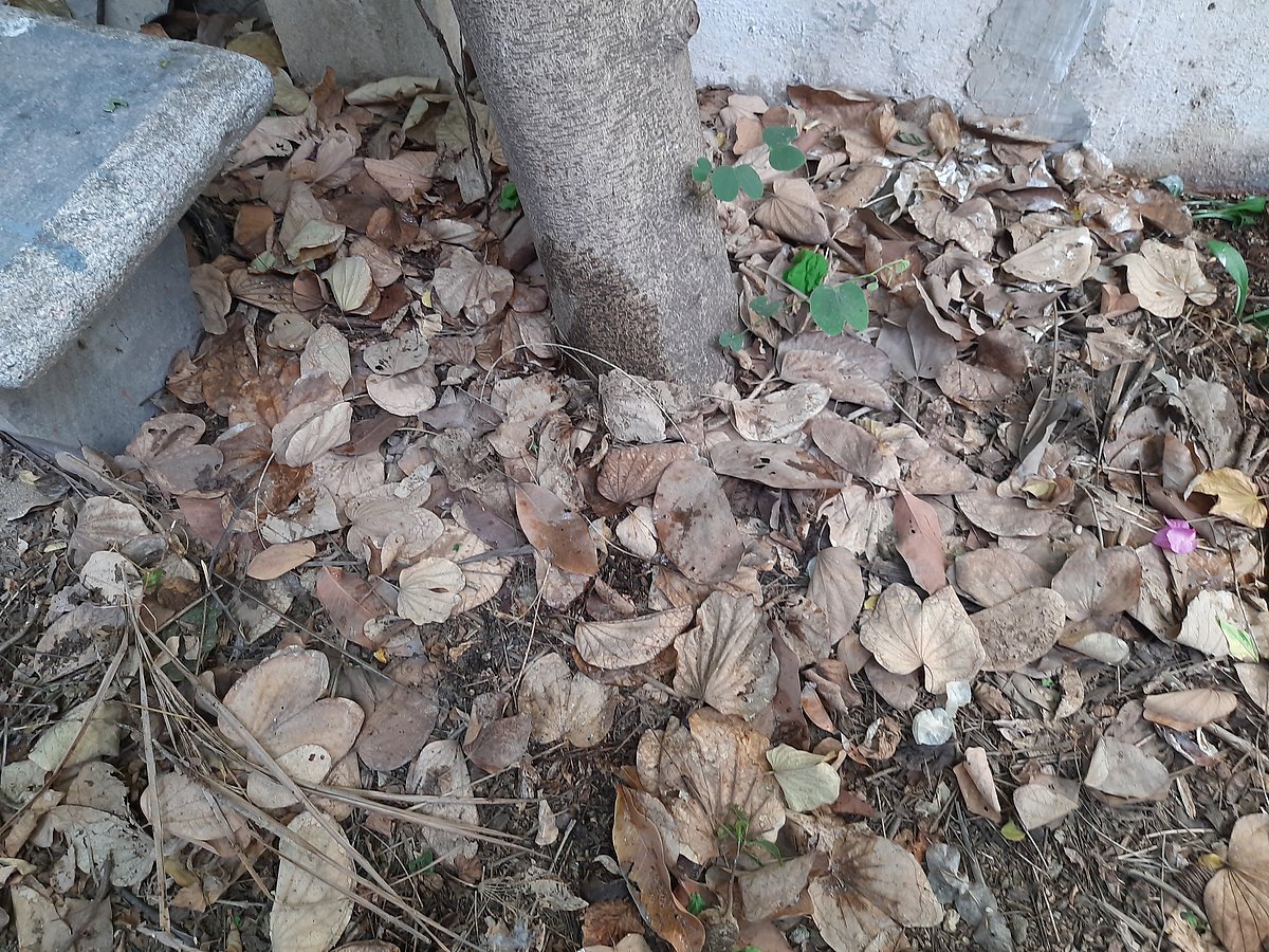 Traditional Methods Enhance Soil and Water Conservation in Arunachal ...