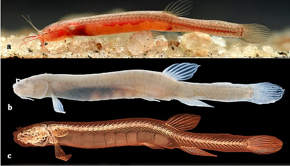 Mathiran Fish India's Groundwater Crisis: How Falling Water Tables Are Transforming ...