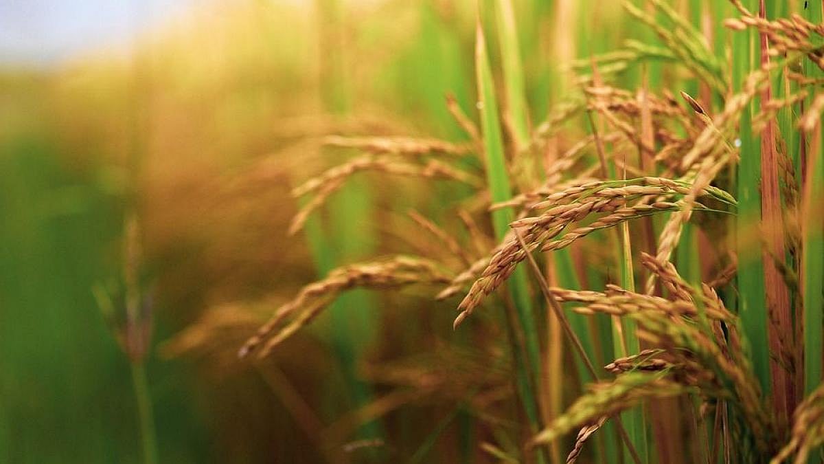 Cuse Rice Soil arsenic above 14 mg/kg can cause rice to be unsafe for consumption