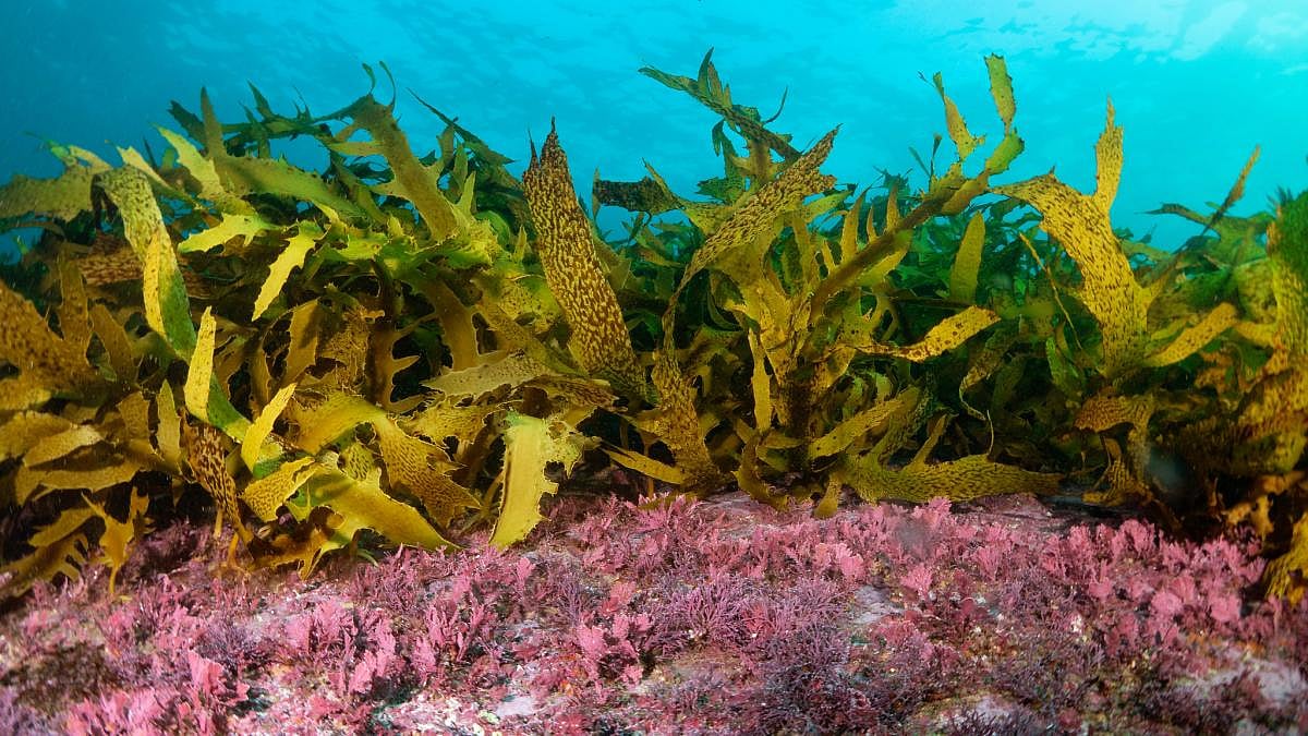 Climate change coping mechanism discovered in humble algae