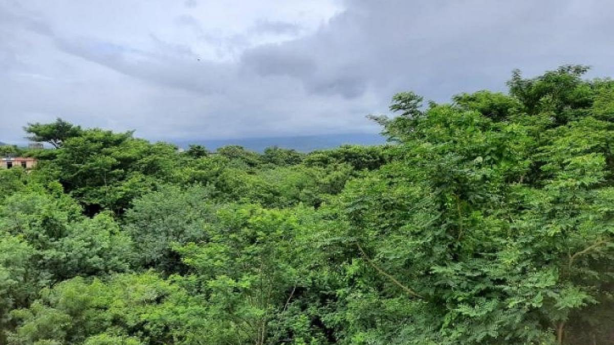 Climate change and disappearing forests