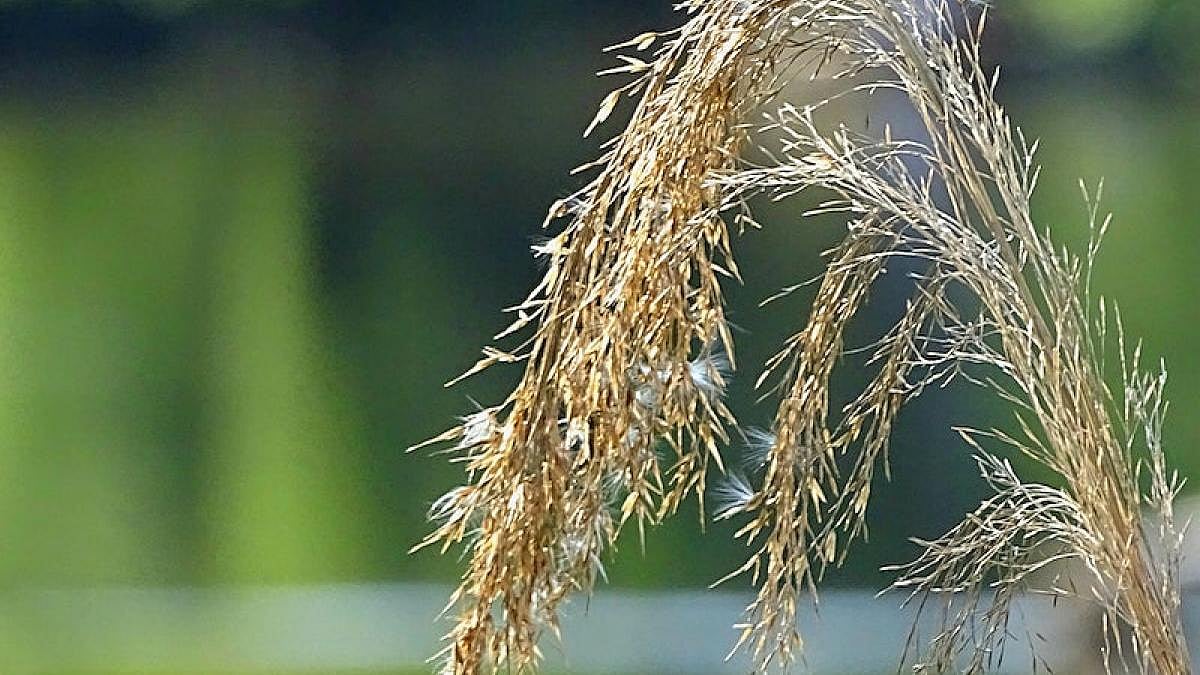 Shrinkage of aus rice in eastern India