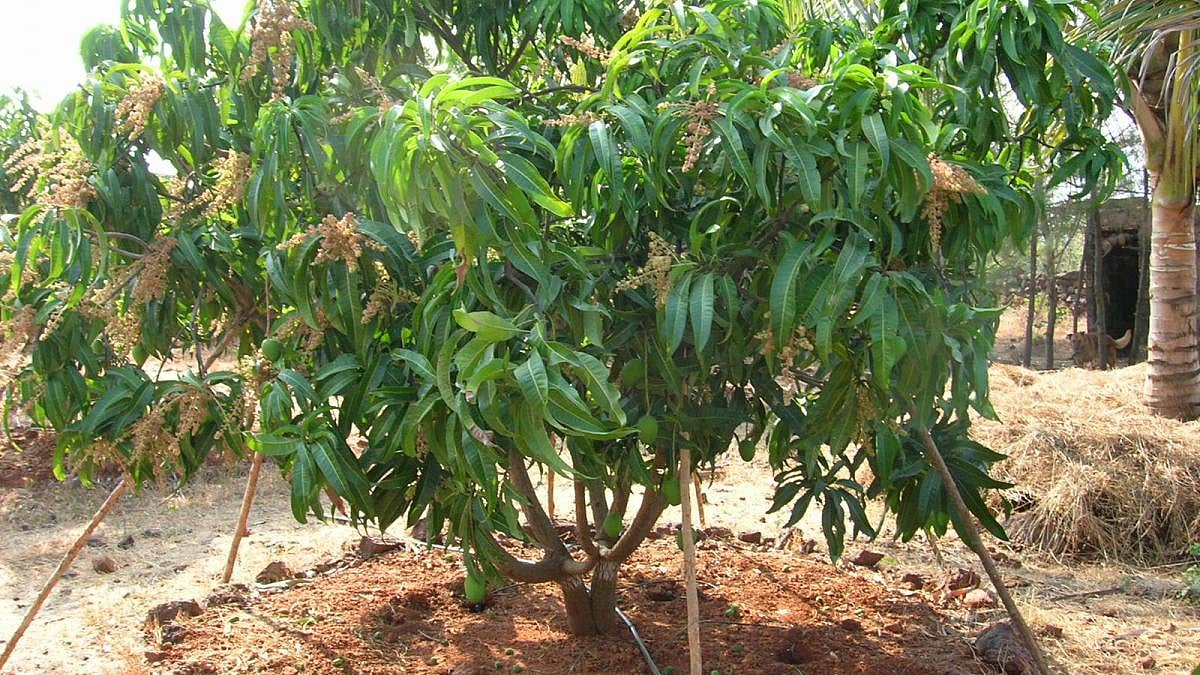 Film: Konkanchi Mega Vaat (Mega 'Vaat' in the Konkan)
