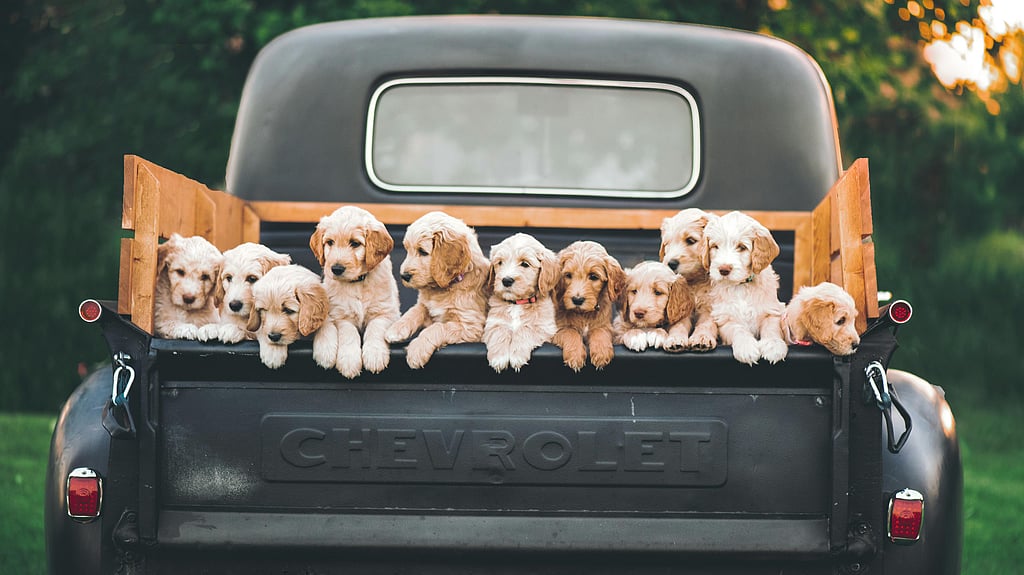 Most expensive dog breeds to have as pets