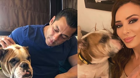 Salman Khan`s beloved pet dog Toro passes away, Iulia Vantur shares an  emotional farewell post
